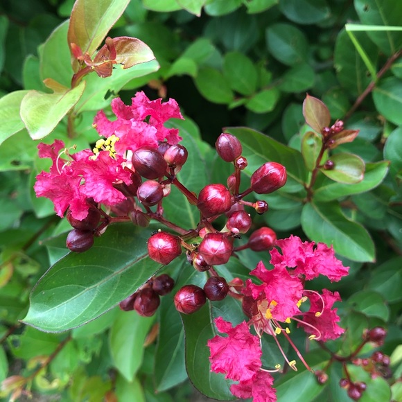 Packaging - Meet your Posher, Sonya - Picture 10 of 10